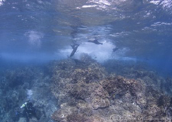 Mr T in action.. Galapagos.. D200, 10.5mm. by Derek Haslam 